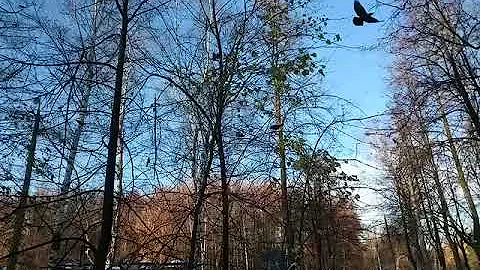 Птицы клюют ягоды рябины