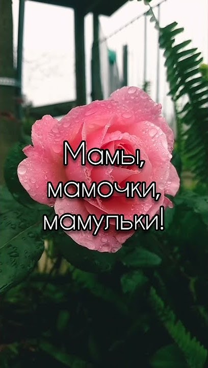 Поздравление с Днем матери.День матери.Поздравление для мамы #shorts ...