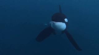Killer whales eating herring out of fish net in Norway