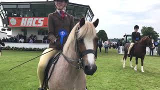 Great Yorkshire Show 2019 Section A HOYS