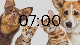 7 minute timer (Cats)