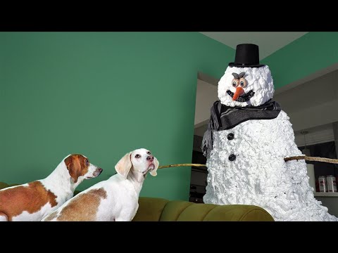 Video: 15 Epic Dog Vs. Sněhuláci Showdowns