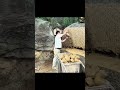 The process of creating a stove from a large block of stone