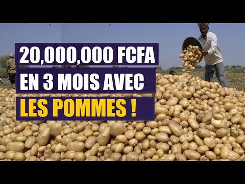 Vidéo: Matériel de plantation de pommes de terre variétales