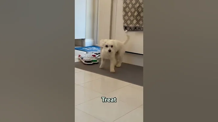 Kenny the Talking Dog uses buttons to answer whether he wants food or a treat..