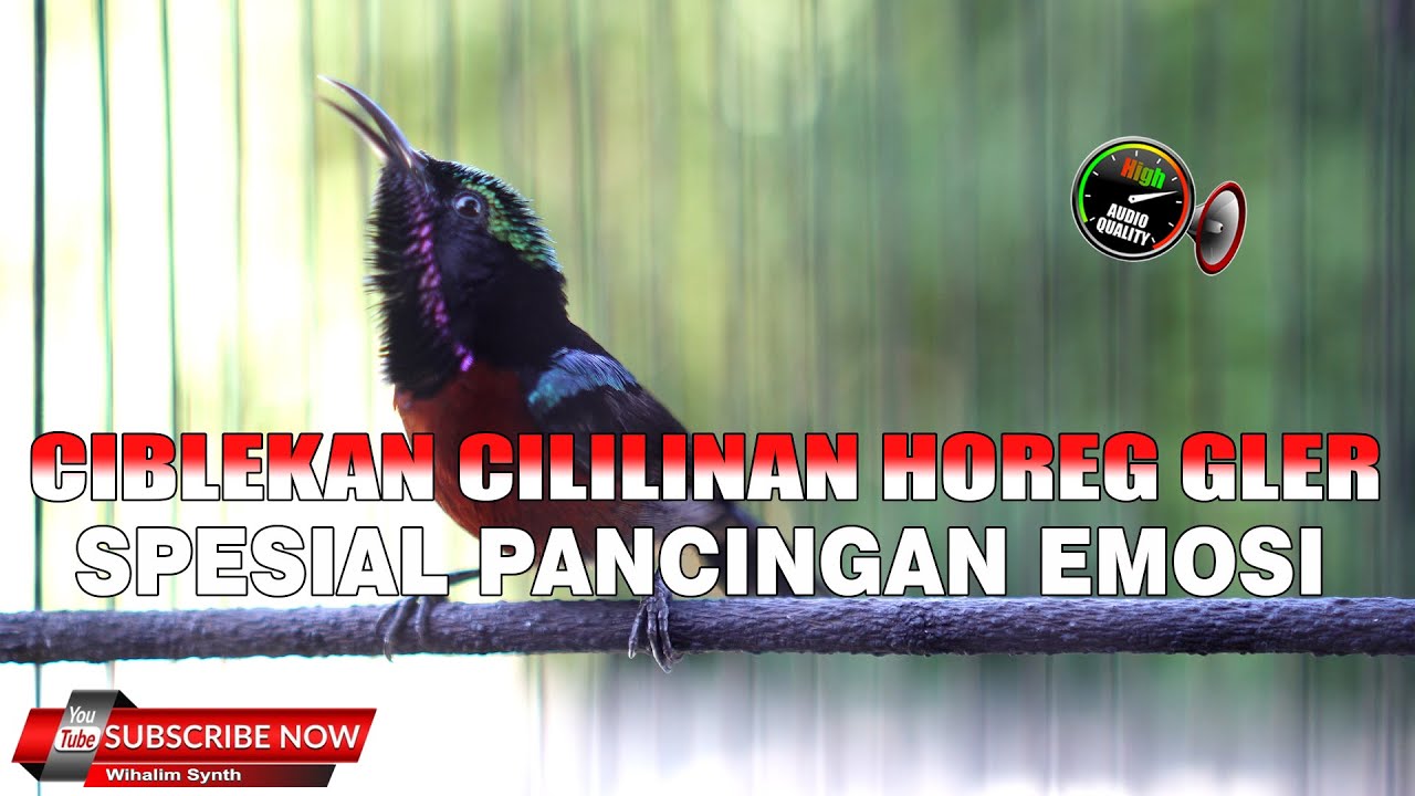KONIN GACOR FULL ISIAN CILILIN CIBLEKAN JERNIH !! MASTERAN PANCINGAN KONIN