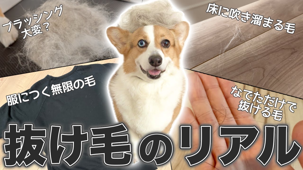 コーギー飼うなら一度見て！