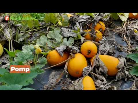 Video: Spaghettipompoen kweken - Hoe u spaghettipompoen kweekt en bewaart