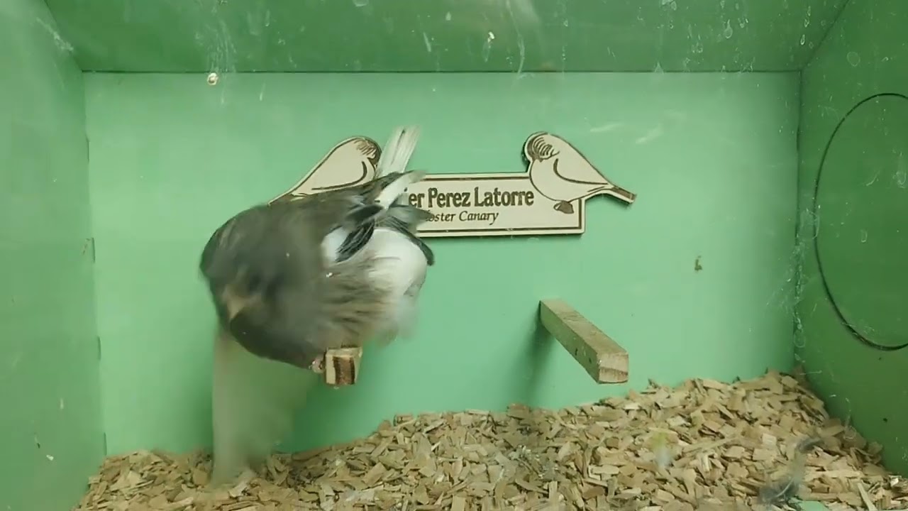 DESPUÉS DE HACER MIS PAREJAS PONGO EN CESION ESTAS PAREJAS Y MACHOS ENTREGO CASA O AIELO DE MARFERI