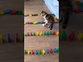 CAT vs DOMINO