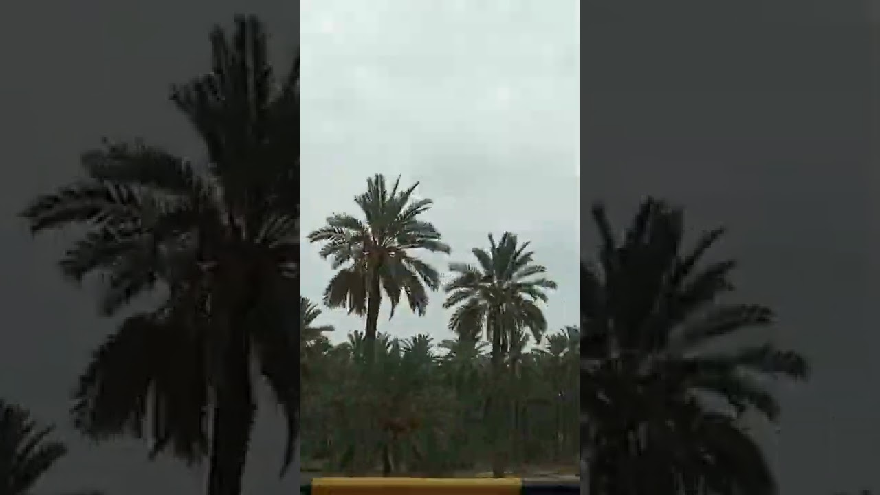 Palm Tree (Dates) Garden | Khujoor ka Bagh | Pani Aqil | Sindh | Pakistan | 