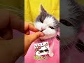 猫猫我穿上了妈妈👩🏻给我做的毛衣😎#cat #funnyshorts #pets #funnyanimals #cute