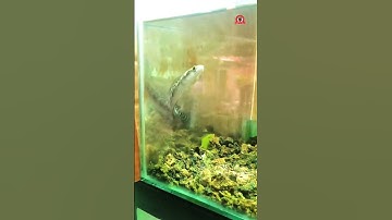 Cá lóc form batik trên hồ kính