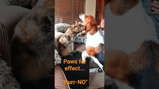 Paw-Play Maybe Purr-No