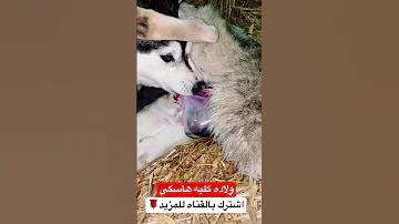 ولاده كلبه وهي بتقطع الكيس وتخرج ال 