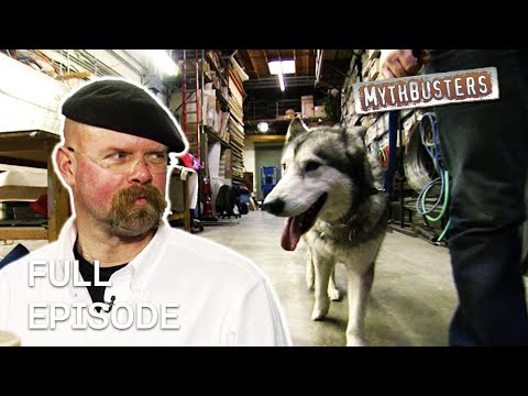 Are common dog myths fact or fiction? | MythBusters | S4 E06 | Full Episode