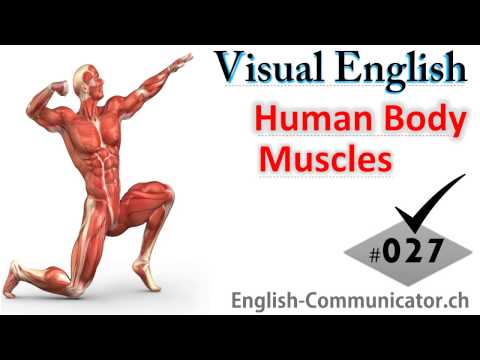 #027 Visual English Language Learning Practical Vocabulary Human Body Muscles Posterior View