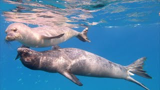 Rare Footage of Affectionate Hawaiian Monk Seals