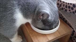 キャットフード、ロイヤルカナンを一気に食べる猫 ｜ ブリティッシュショートヘア 猫の小鉄
