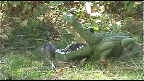 Audio Visual Catnip- October Mix