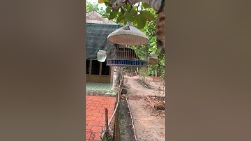 Chim đa đa mái khạc gọi trống ( Mái Nhị )