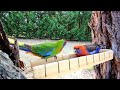 4K HD | Calming relaxing music | Australian birds | Stress Relief | Sleep music | Stress Relief 