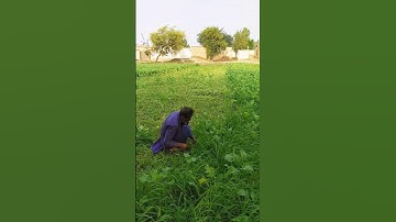 Farmer Cutting Grass with sickle in his farm #shorts cuttinggrass #howtocutgrass #sickeuse #nature
