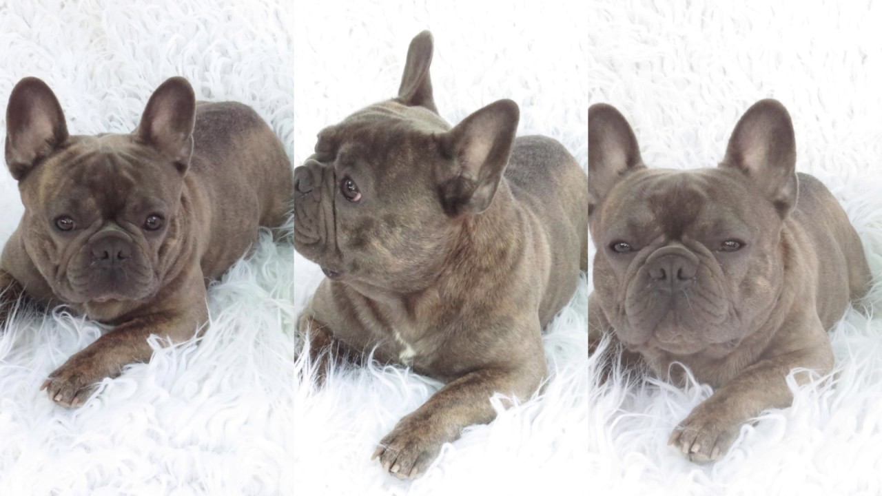 Wiki Of Blue Fawn French Bulldogs And Blue French Bulldogs 1080p Youtube
