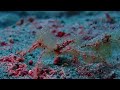 decorated spider critter - Negros Oriental, #philippines #scubadiving #critter