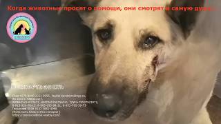 Собака стала бездомной и ее жестоко обидели Она плачет от боли На ее глазах слезы Собака стала бездомной и ее жестоко обидели Она плачет от боли На ее глазах слезы