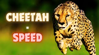 What makes the cheetah the fastest animal on land?#african #wildlife #predator #nature #conservation