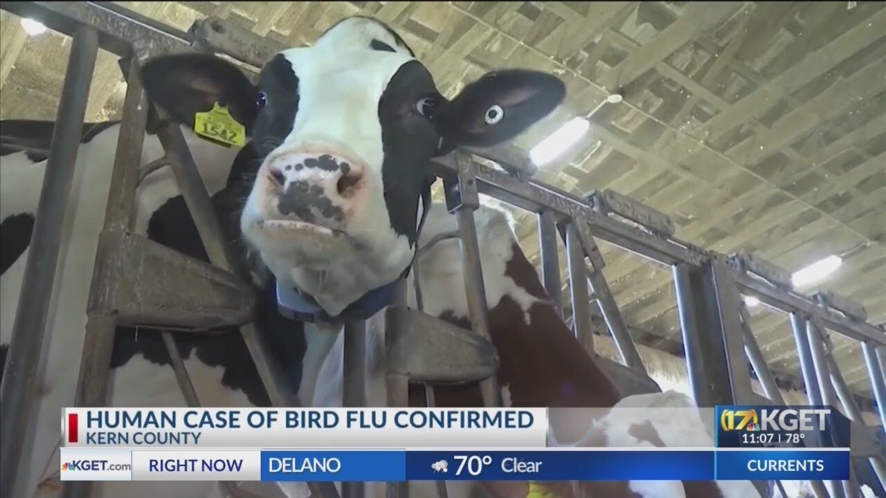 Human case of bird flu confirmed in Kern County - YouTube