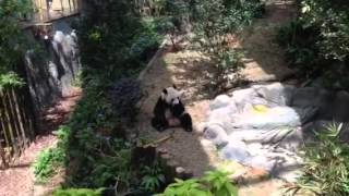 Panda in Singapore Zoo