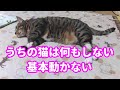♯48【猫のほのぼのする話】うちの猫は何もしない、基本動かない