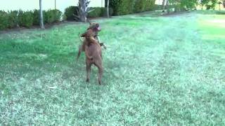 Pitbull And Rhodesianridgeback