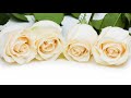 Что означают белые розы, подаренные мужчиной, молодым человеком?