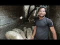 Seelampur Metro Pig Farming Video | suar palan seelampur metro