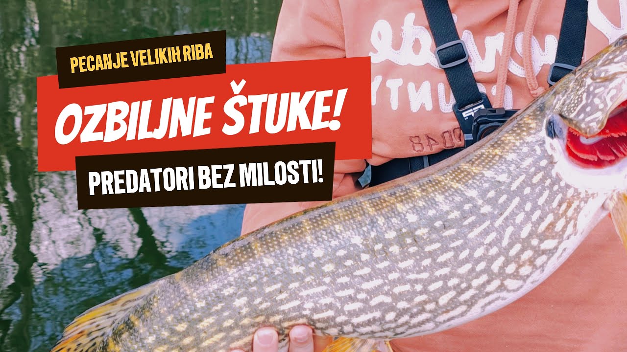 Pecanje štuke na kašiku | Velike štuke u proleće