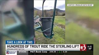 Smugglers' Notch lifts 400 brook trout to Sterling Pond