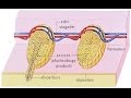 Hormoonstelsel 1 kenmerken hormonen