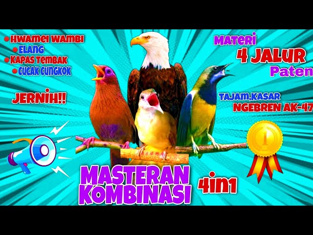 🔴Kombinasi Masteran Ampuh Untuk Burung Lomba |Materi Paling Di Cari Juri!!#kombinasimasteranampuhmp3 class=