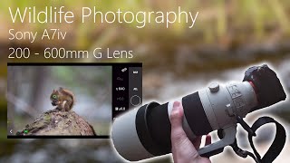 Wildlife Photography With The Sony A7IV