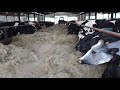 Buffer feeding dairy cows.