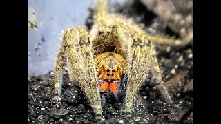 Piloctenus cf haematostoma , Red Fang Wandering spider rehouse and care