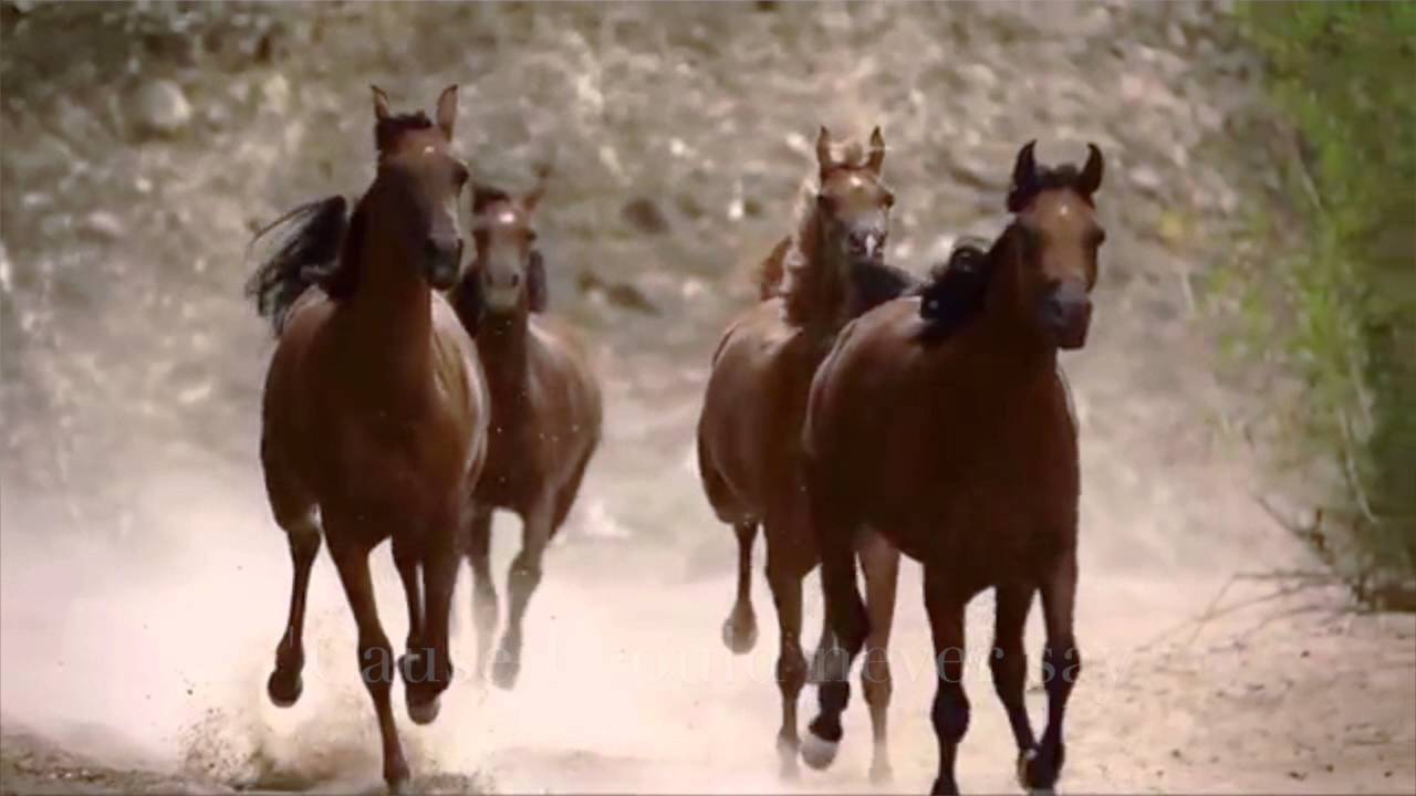 FIRST HATE WARSAWA (horses running) YouTube