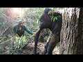 injured beautiful tusker back to life | Big Tusker Elephant