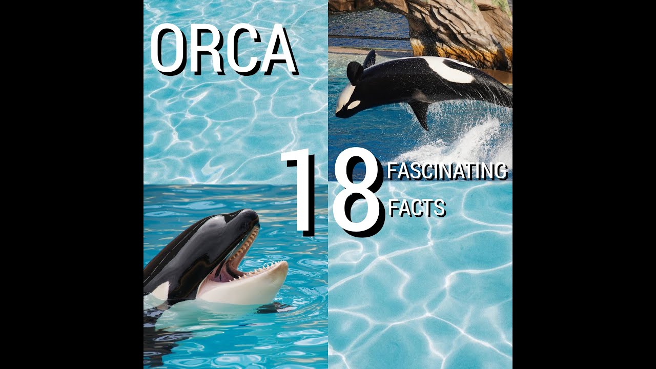 Dive into Discovery: 18 Fascinating Facts About Orcas!