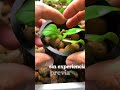 hidroponia en tu casa