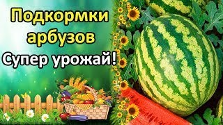 Лучший Способ Увеличить Завязь На Томатах! Борная Кислота – Подкормка Для Супер Урожая!