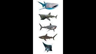 🐳 Top 5 Largest Fish In The Ocean | Largest Fish Rank #shorts #youtubeshorts